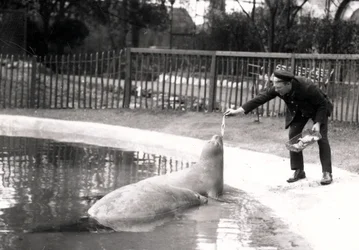 Elephant seals being fed by their keeper, 1914